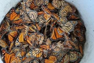 Las carreras de coches en el Barranco Real de Telde matan cientos de mariposas (Foto TA)